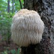 hericium-erinaceus-2.jpg