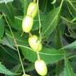 hrb-neem.jpg